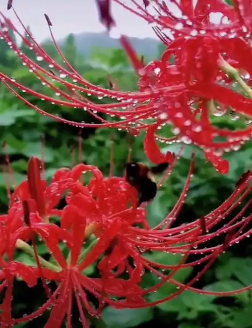 来世愿做彼岸花