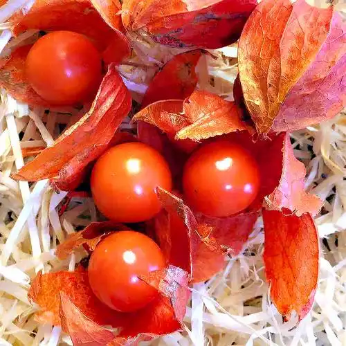 东北菇娘果 谷鸟 灯笼果 红姑娘果 新鲜水果 红菇娘果4斤(带果皮)