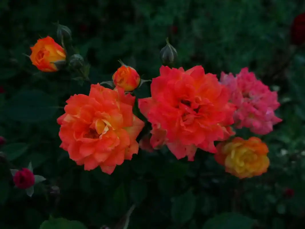 婴儿假面舞会,英文名baby masquerade,德国月季,微型灌木品种,株型