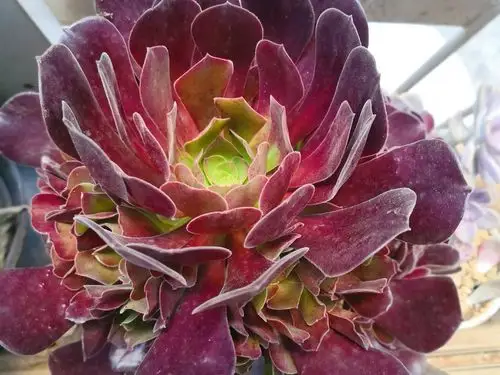 紫羊绒法师确实富有高贵气质