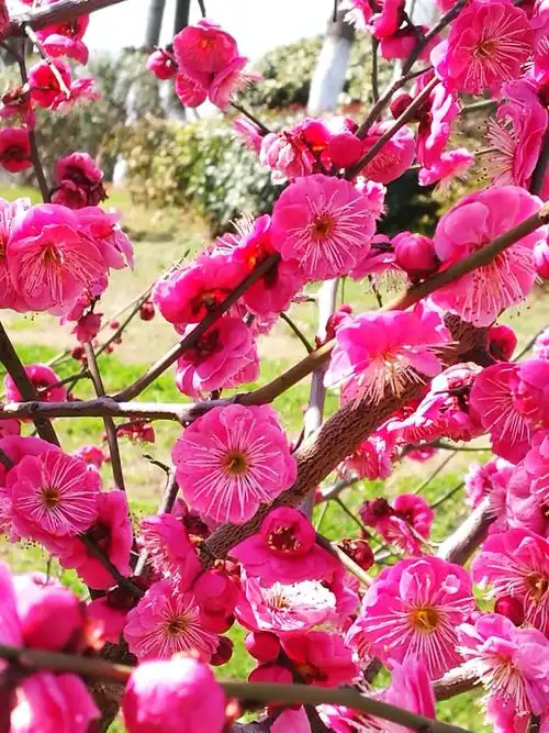 大自然的魅力——梅花