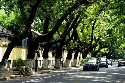 南京盛夏的行道树随拍