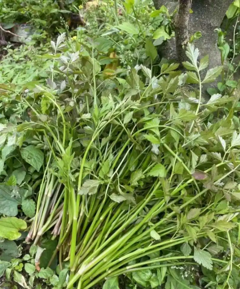 这野芹菜可以吃吗