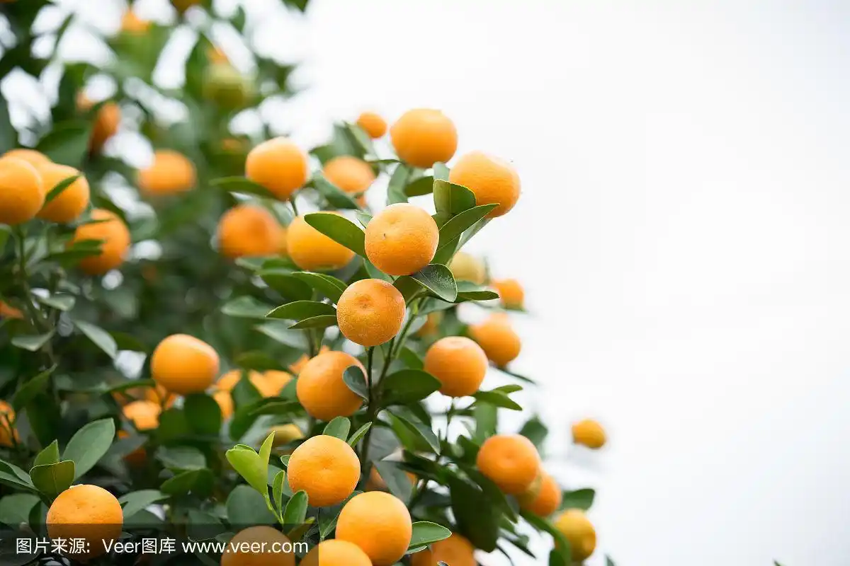 金橘树.金桔与桃花树一起,是越南北方农历新年必有的两种树之一.