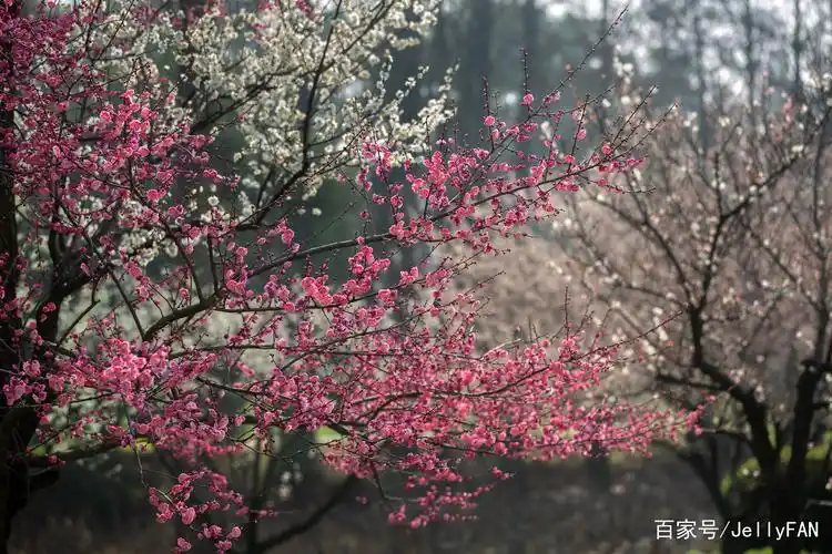 3月10日武汉梅园拍的梅花,由于前期低温阴雨寡照,今年的梅花花期特别