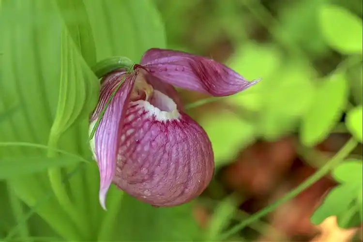 青龙山发现珍稀野生植物"大花杓兰"