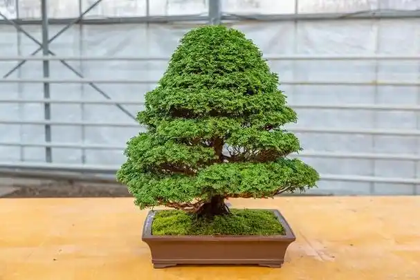 石化桧盆景的养护方法