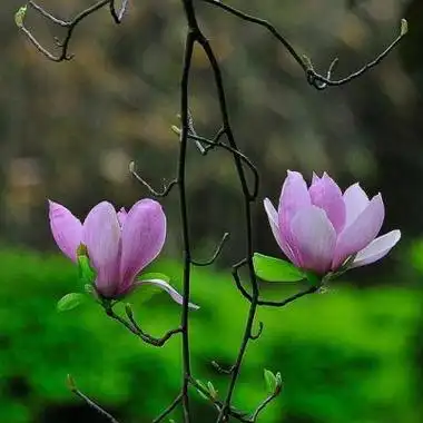 风景头像大全花草 风景头像图片大全 -【爱个性】