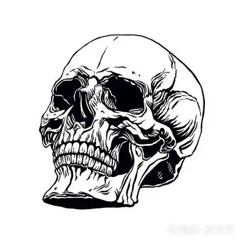 手绘制人类头骨插画-正版商用图片1014jf-摄图新视界