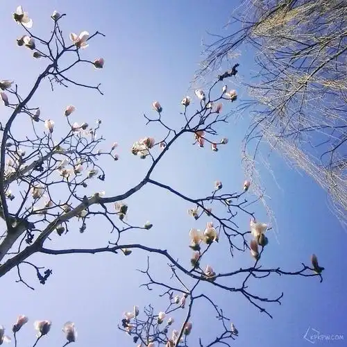 手机快拍 #风景 初春