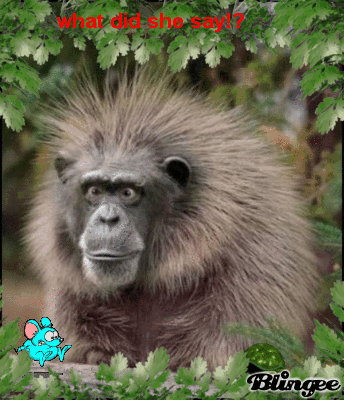 猴子照片gif动图_动态图_表情包下载_soogif