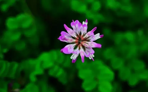 粉色的苜蓿花高清摄影壁纸图片