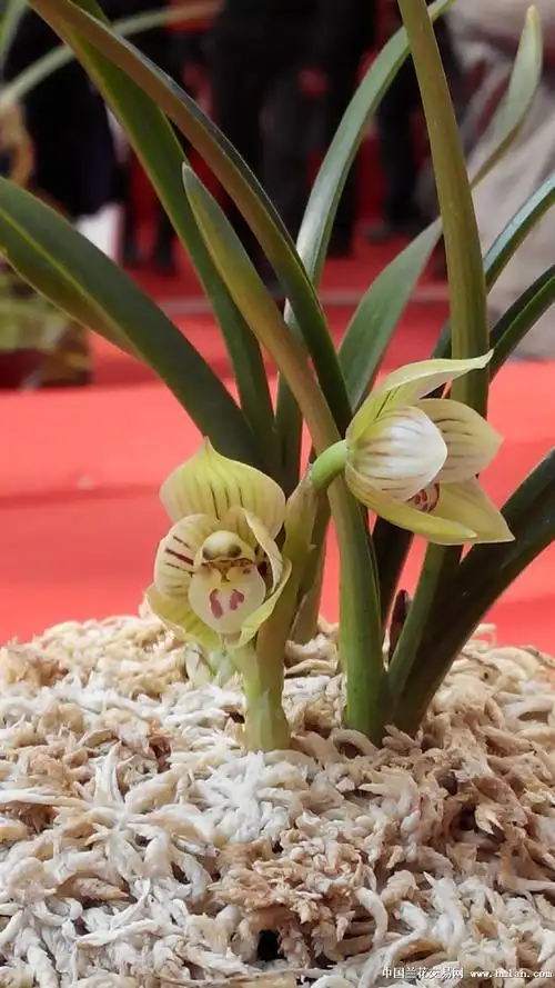昆明兰展上的大奖兰花一