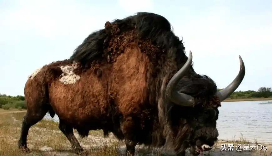 第六名 剑齿虎亚科-致命刃齿虎