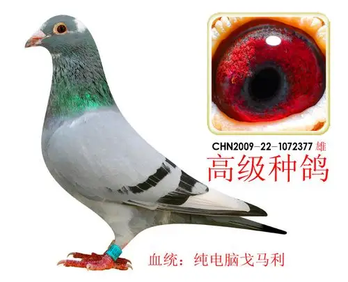 电脑.戈马力高级种鸽377!