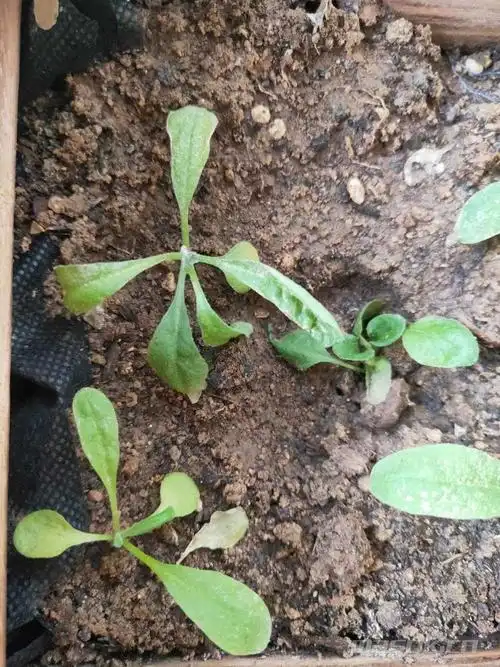 养花高手帮我看下,紫罗兰苗怎么了?