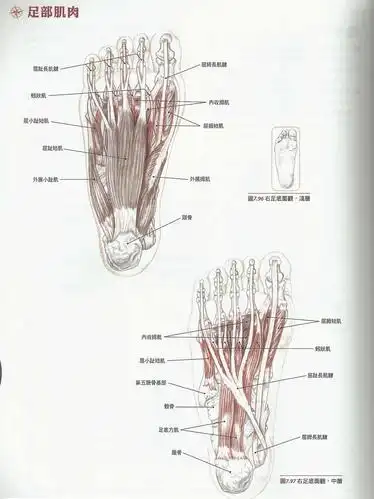 237补充足部肌肉