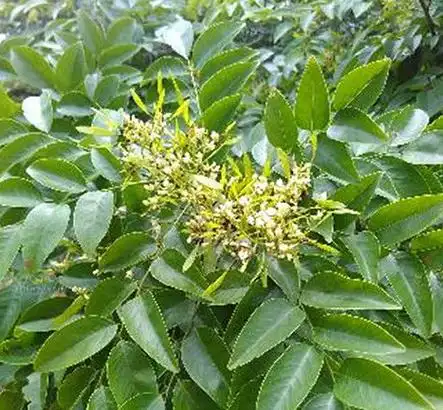 降香的功效与作用的功能与主治与用量,降香的功效与作用