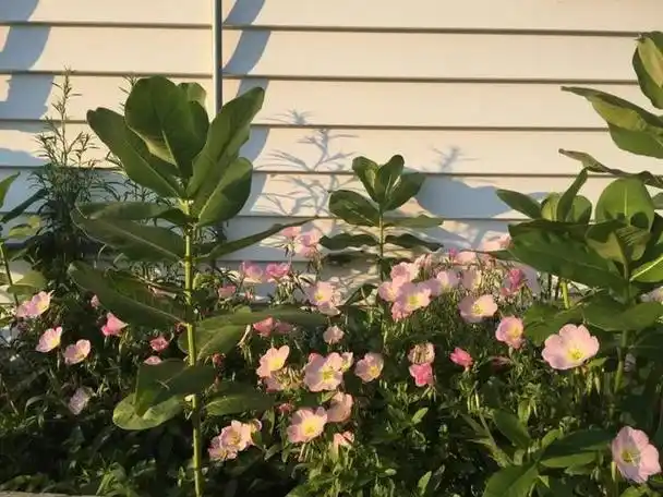 朋友圈封面图片唯美清新(朋友圈背景封面唯美)-站库网