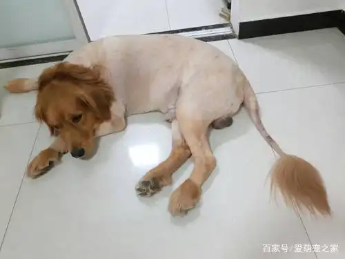 狗子:剃完毛后,我相信我麻麻都不认得我了 金毛剃完毛后,你能从它的