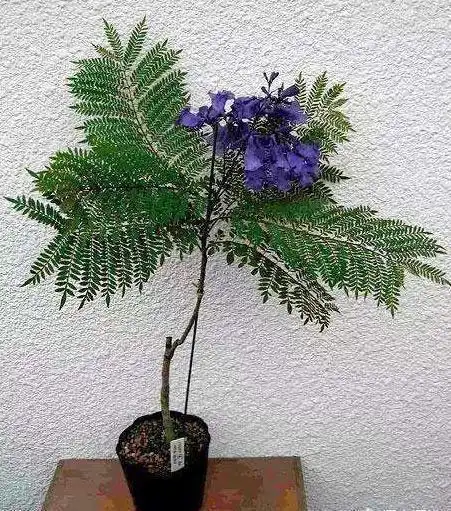 紫色梦幻花海,在绝望中的等待,花期较长的蓝花楹盆景这个习性