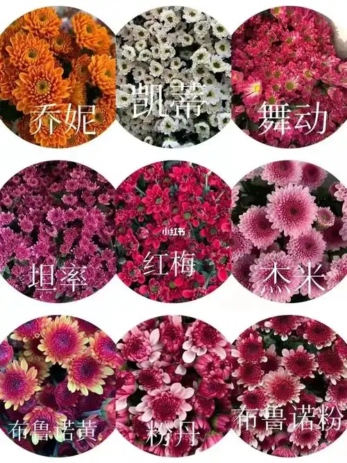 每个品种的小雏菊都会有一个好听的名字