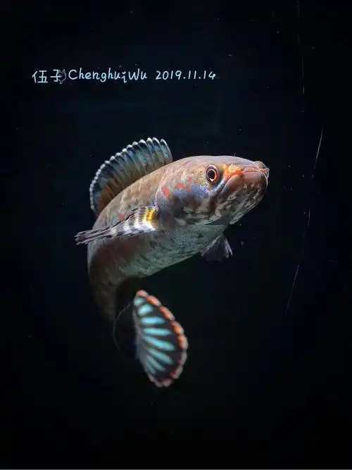 已出有缘人出阿萨姆奶茶蓝帆七彩雷龙鱼单母