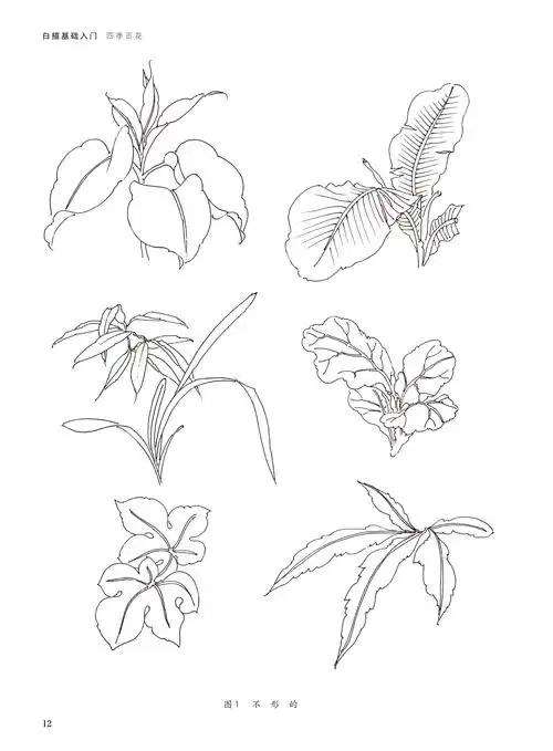 2019新书白描基础入门四季百花张丽华花卉植物白描表现技法枝叶