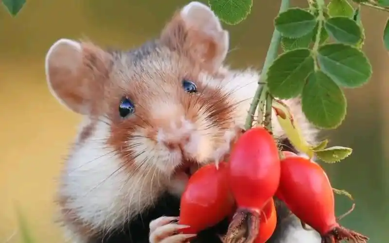 摄影师捕捉到小动物们的可爱瞬间,太治愈了!