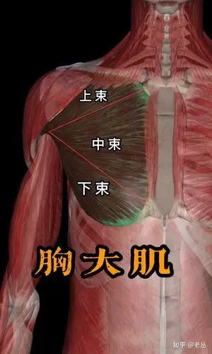 胸大肌起点:锁骨内侧半,胸骨1～6肋软骨,腹直肌鞘前臂上部.