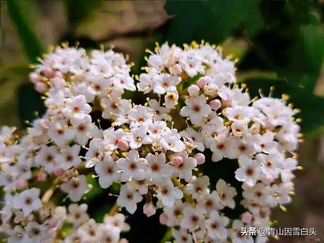 六月雪什么时候开花? 8月开花乔木一览表
