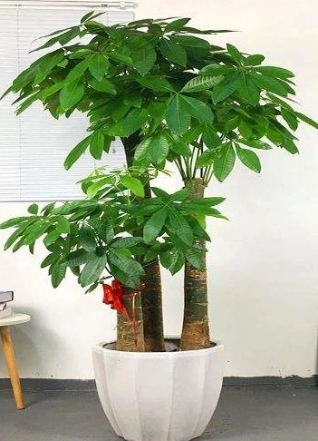 特大步步高发财树