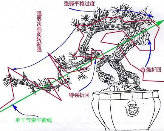园艺天下之黄金比例在树桩盆景制作时的应用