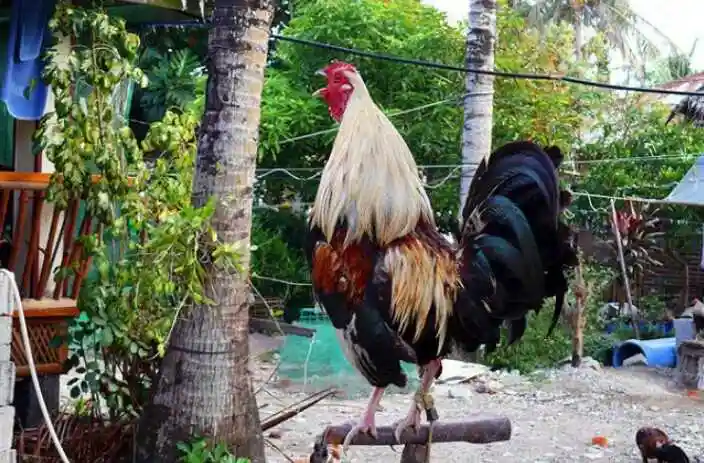 远方――有梦有诗有风情的菲律宾!