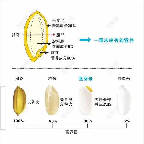 大米海报大米营养知识