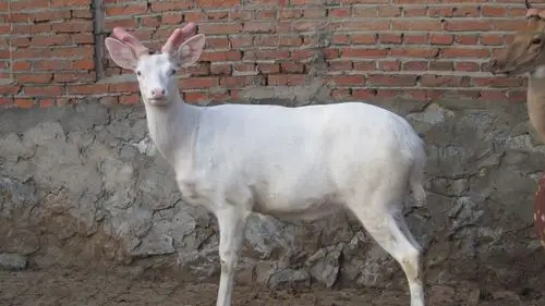 繁育白化梅花鹿