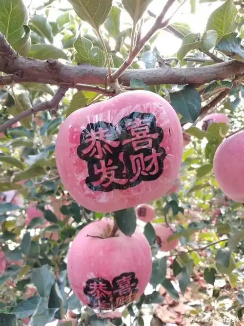 来自苹果之乡的代言,农业需振兴!