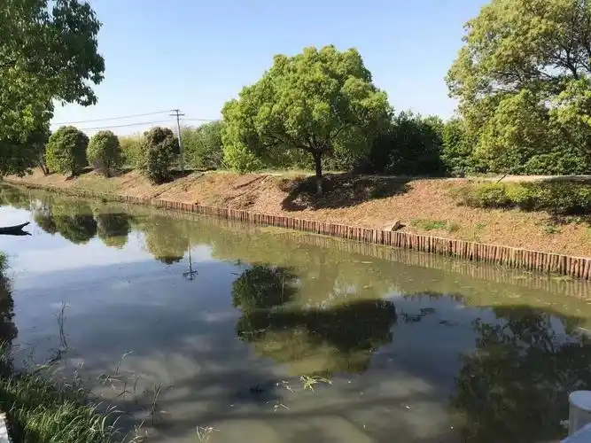 【全国送货】大量现货供应4米松木桩,河道工程打桩木,价廉质优