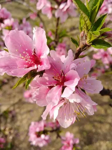 桃花盛开的时节