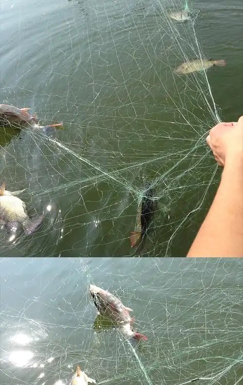 聚春福三层网丝网捕渔网渔网沾鱼网挂网鲫鱼网白条网丝网白条网 捕鱼