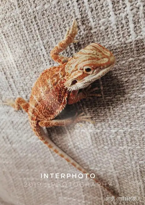 第一次饲养一只小鬃狮蜥蜴06