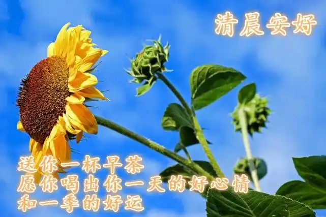 微信温暖人心的早上好问候短信最美的鲜花图片带祝福语