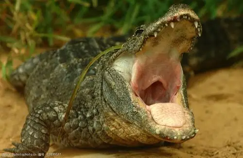 关键词:古巴鳄鱼 湾鳄 rhombifer 危险种类 尖牙 图库 野生动物 生物