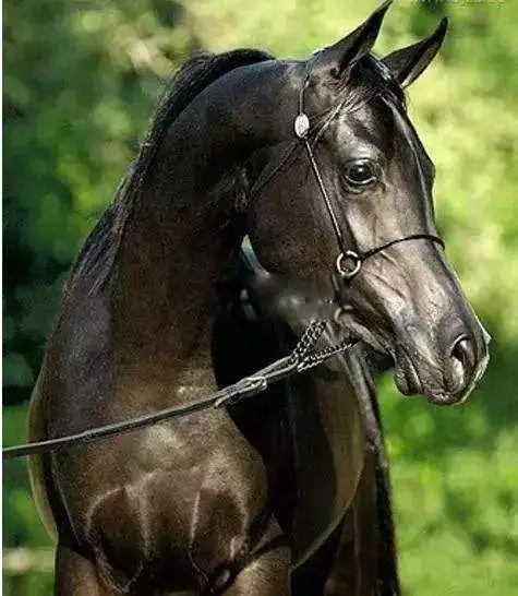 纯血马是什么意思 进口纯血马多少钱一只和汗血马哪个好