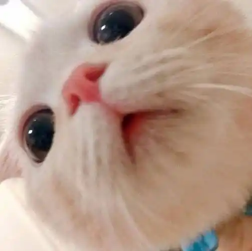 小猫咪怼脸照 真的是任何角度都无限的可爱鸭!_awsl_头像_情侣