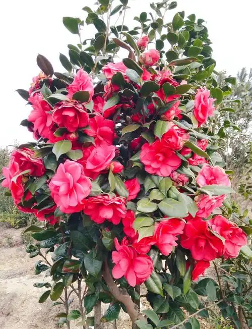 茶花是春天的第一抹红,红得如此艳丽,如此鲜明,茶花开了,生机勃材的