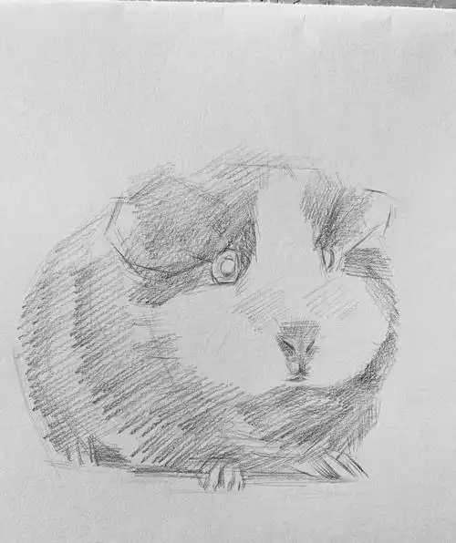 【大家画起来】仓鼠素描画法步骤讲解_成都墨里画室_零二七艺考