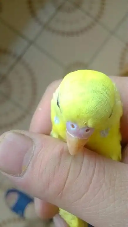 请问下云斑鹦鹉分辨公母,买回来时候 我看一只鼻子桃红 一只全白,以为