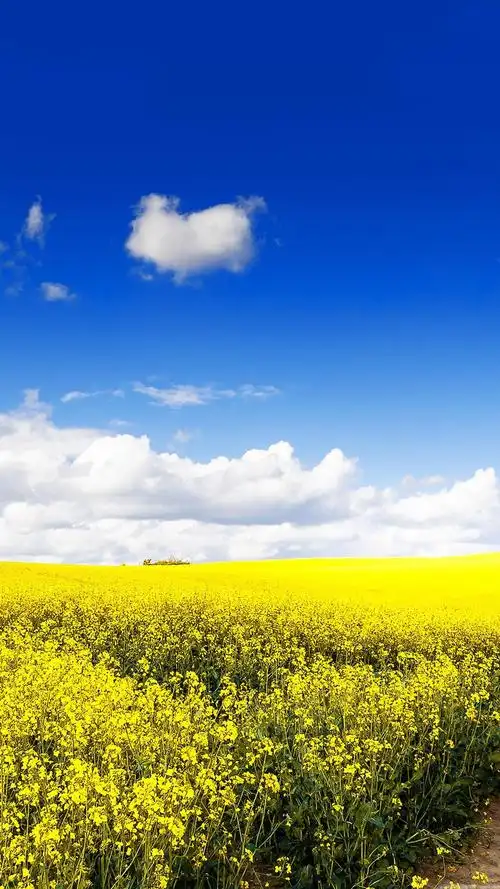 发一些唯美的14402560竖屏壁纸可以打包下载