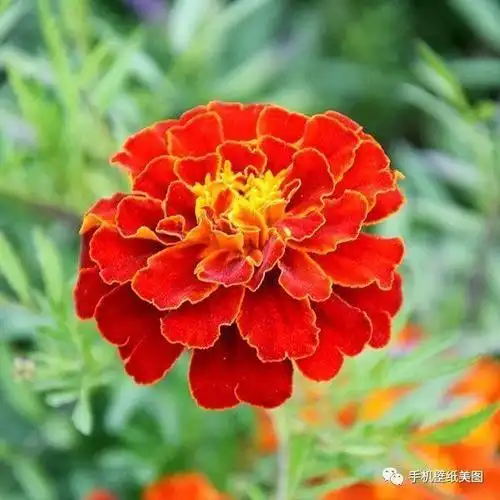 微信花草头像大全带来好运的头像